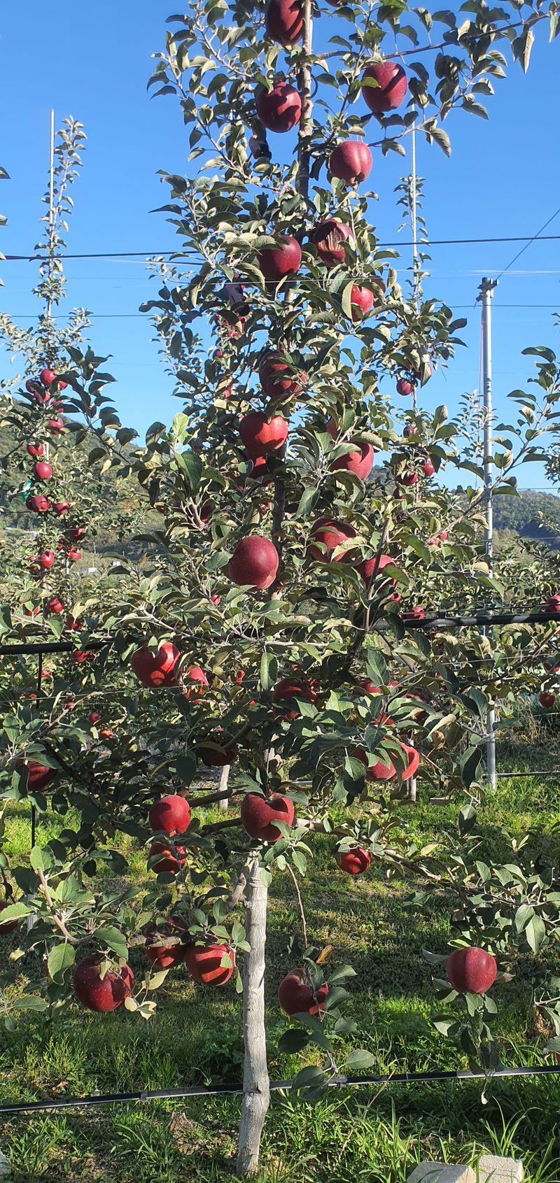 서울농원묘목님의 장터 판매 상품 [유실수 과실수 접목 1년생 특묘  분양중 및 예약분양] 첨부 사진