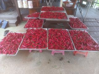 송암농부님의 고추 · 수확 작성글 사진