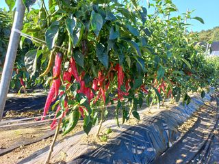 송암농부님의 고추 · 수확 작성글 사진