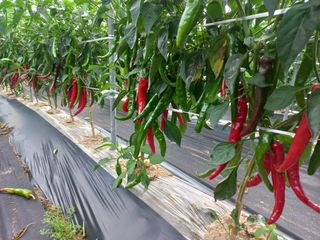 송암농부님의 고추 · 수확 작성글 사진