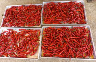 송암농부님의 고추 · 수확 작성글 사진