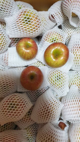 호랑이와인성이님의 사과 · 저장•가공 작성글 사진