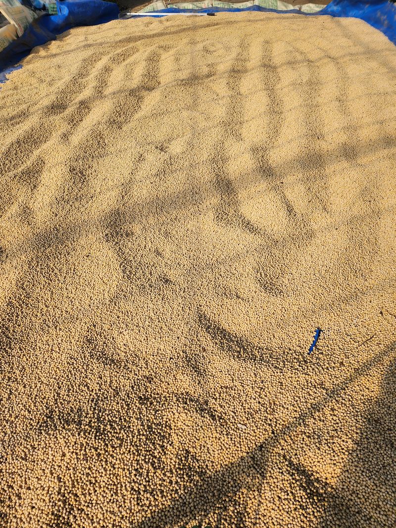 조일현님의 장터 판매 상품 [종자용 메주콩10kg] 첨부 사진