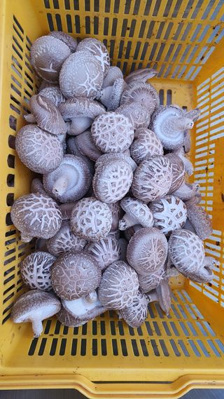 박윤재님의 버섯 · 수확 작성글 사진