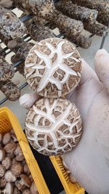 팜모닝 버섯·수확 게시글 이미지