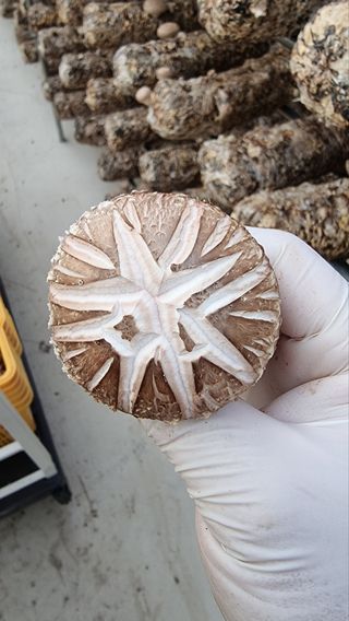 박윤재님의 버섯 · 수확 작성글 사진