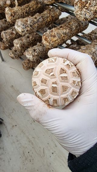 박윤재님의 버섯 · 수확 작성글 사진