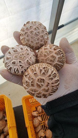 박윤재님의 버섯 · 수확 작성글 사진