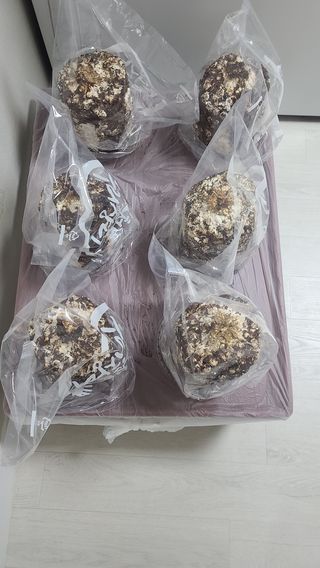 토깽이(김미숙)님의 감자 · 자유게시판 작성글 사진