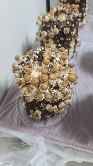 토깽이(김미숙)님의 감자 · 자유게시판 작성글 사진