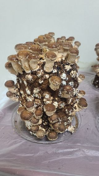 토깽이(김미숙)님의 감자 · 자유게시판 작성글 사진