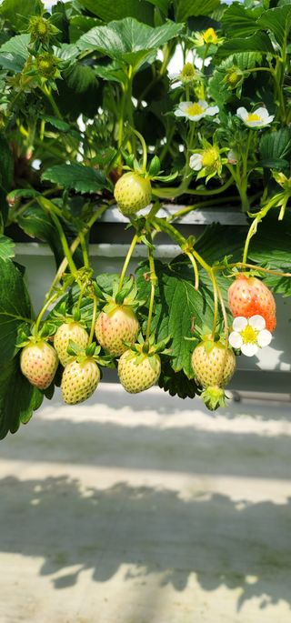 박서영님의 딸기 · 병해충상담 작성글 사진