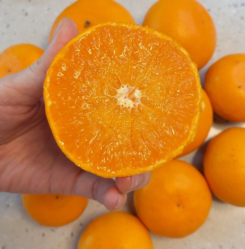 강창민님의 장터 판매 상품 [노지 한라봉  5키로] 첨부 사진