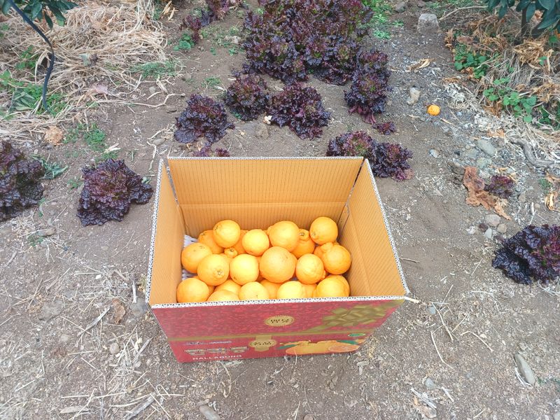 강창민님의 장터 판매 상품 [노지 한라봉  5키로] 첨부 사진