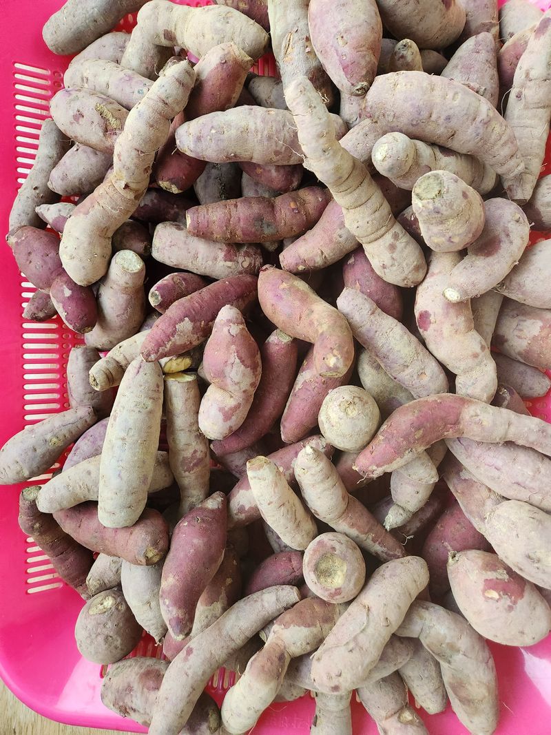 장터 상품 [고구마 파는 농부가 양심을 파는파렴치안  입니다] 썸네일