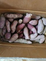 팜모닝 고구마·자유게시판 게시글 이미지