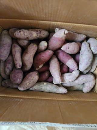 원기서님의 고구마 · 자유게시판 작성글 사진