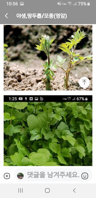 오아성님의 두릅 · 품종•종자 작성글 사진