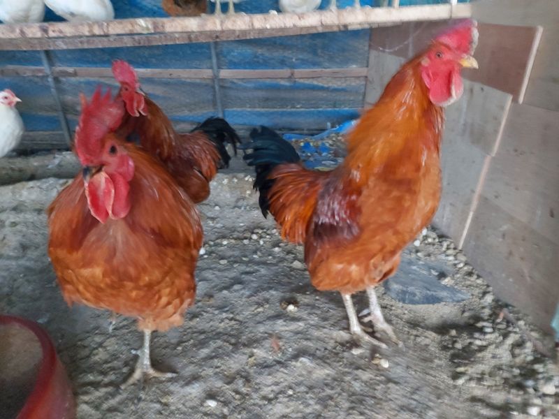 허영섭님의 장터 판매 상품 [토종닭알.청계닭알  30개] 첨부 사진