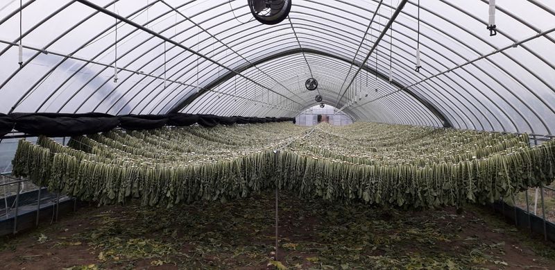 장터 상품 [강원도 양구 시래기 1kg (박스)] 썸네일