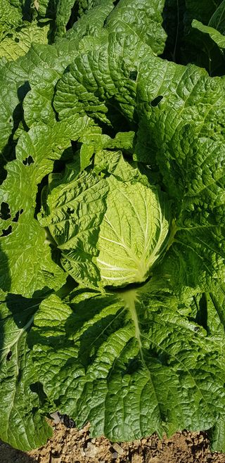 하다보니초보농부님의 배추 · 병해충상담 작성글 사진