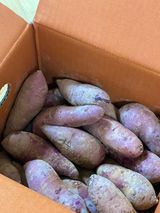 팜모닝 고구마·자유게시판 게시글 이미지