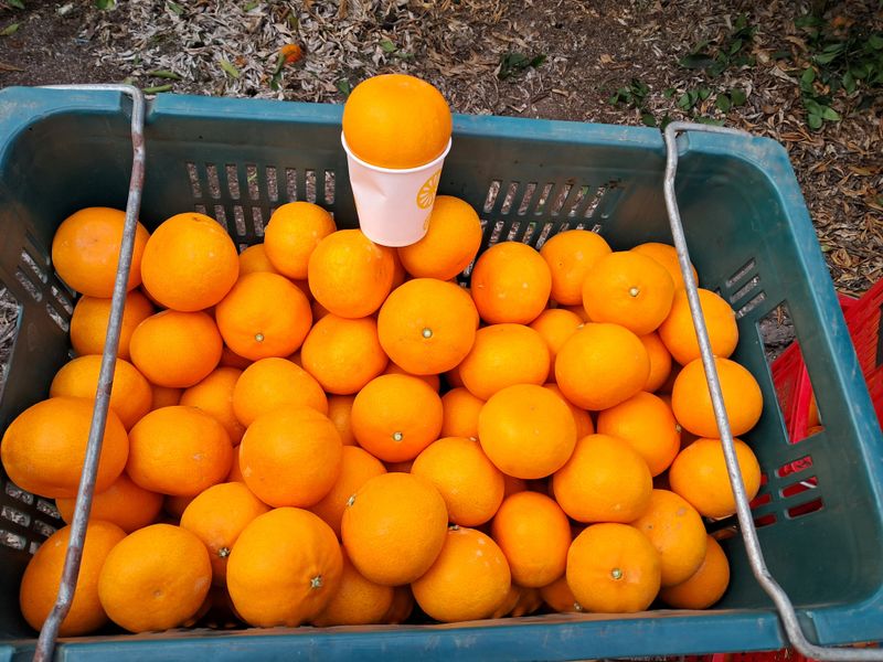 장터 상품 [천혜향 (가정용  못난이 혼합용) 10kg] 썸네일