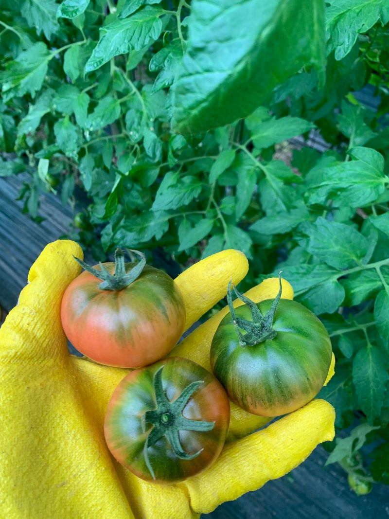 정길영님의 장터 판매 상품 [부산 대저짭짤이토마토 5kg 몬난이  비품5kg] 첨부 사진