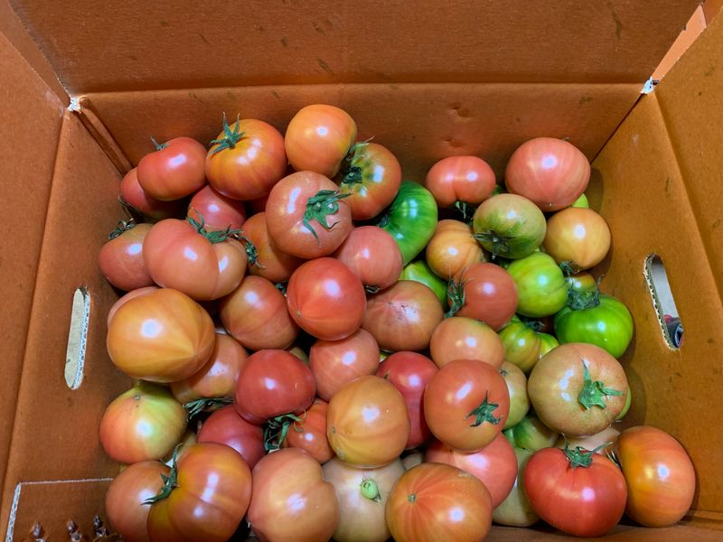 정길영님의 장터 판매 상품 [부산 대저짭짤이토마토 5kg 몬난이  비품5kg] 첨부 사진