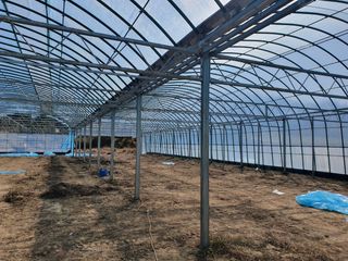 농업회사법인 진향님의 하우스정보 · 자유게시판 작성글 사진