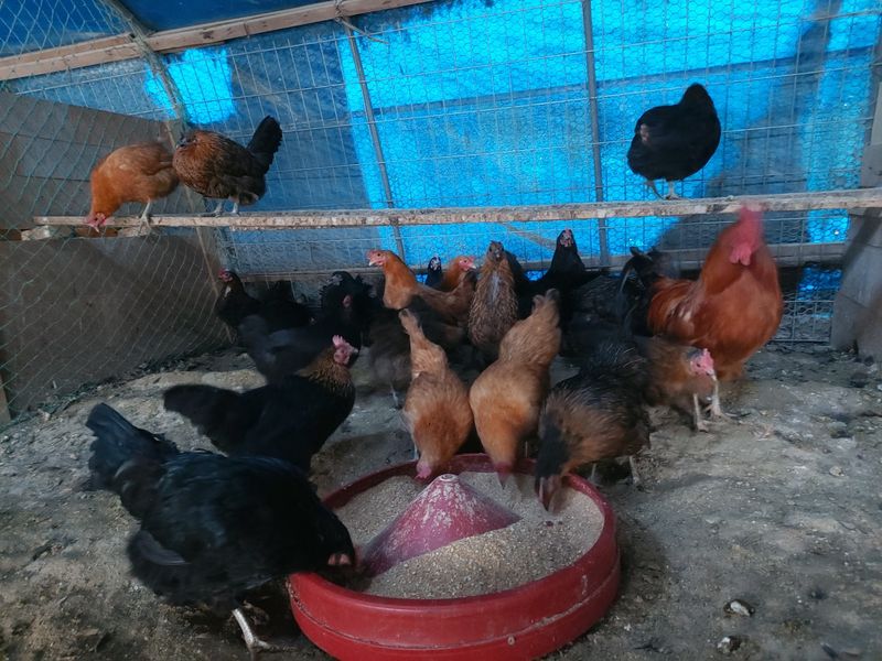 허영섭님의 장터 판매 상품 [토종닭알   청계닭알    30개] 첨부 사진