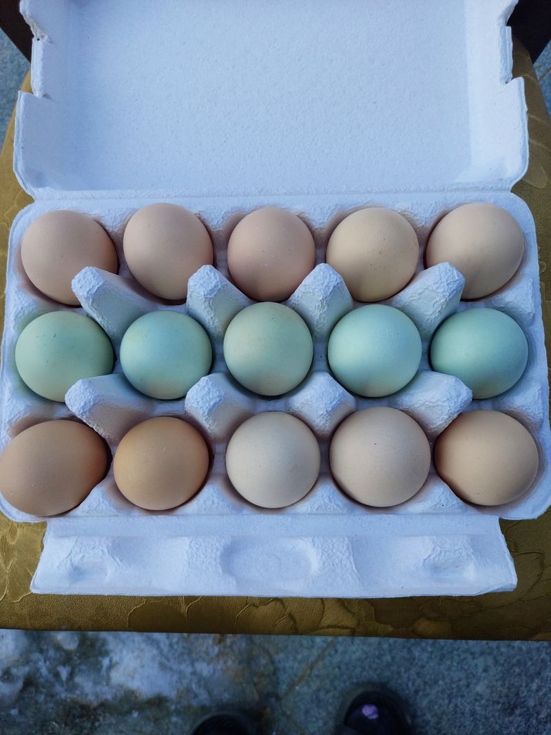 허영섭님의 장터 판매 상품 [토종닭알   청계닭알    30개] 첨부 사진