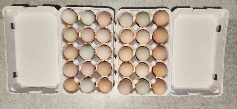 장터 상품 [토종닭알   청계닭알    30개] 썸네일