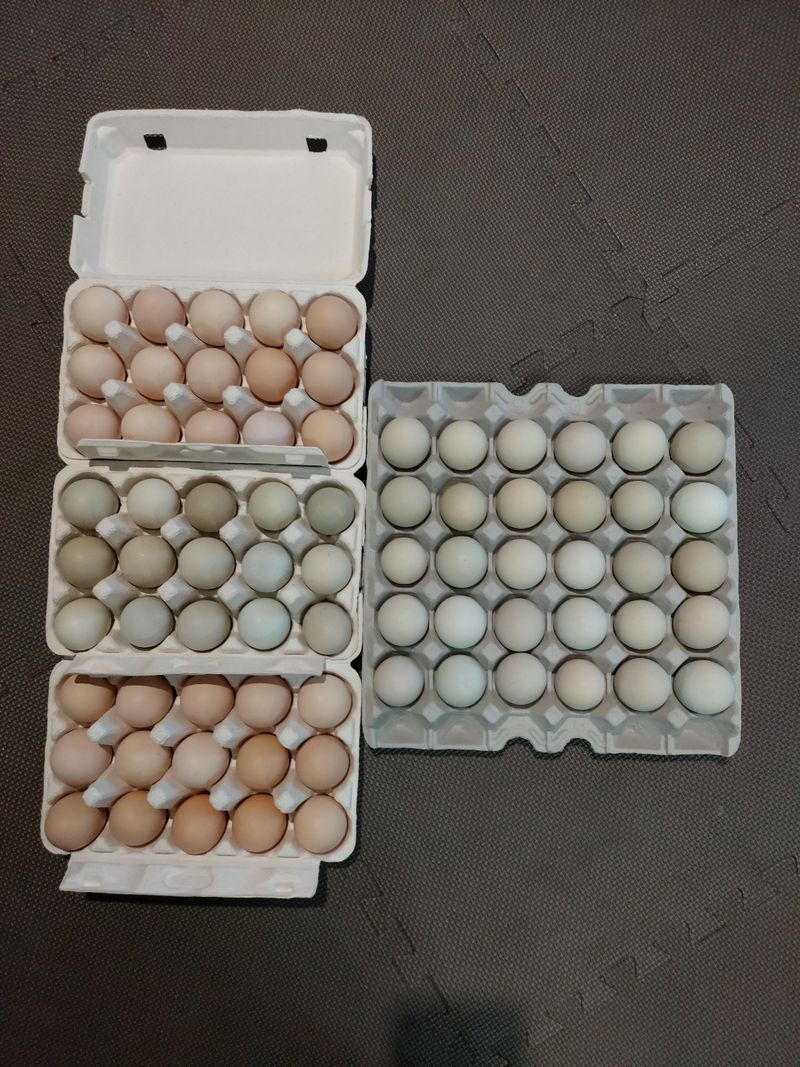 허영섭님의 장터 판매 상품 [토종닭알   청계닭알    30개] 첨부 사진
