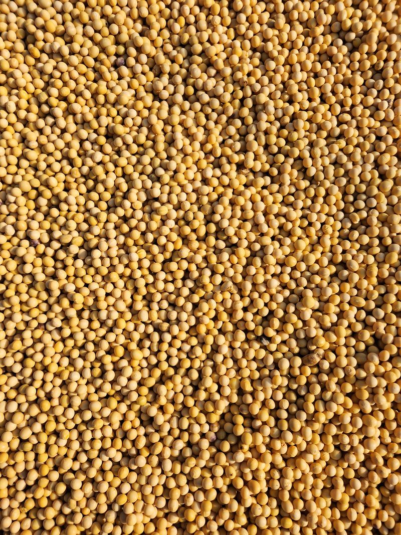 조일현님의 장터 판매 상품 [메주콩10kg] 첨부 사진