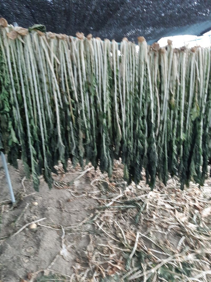 장터 상품 [강원도 양구 시래기 1kg (박스)] 썸네일