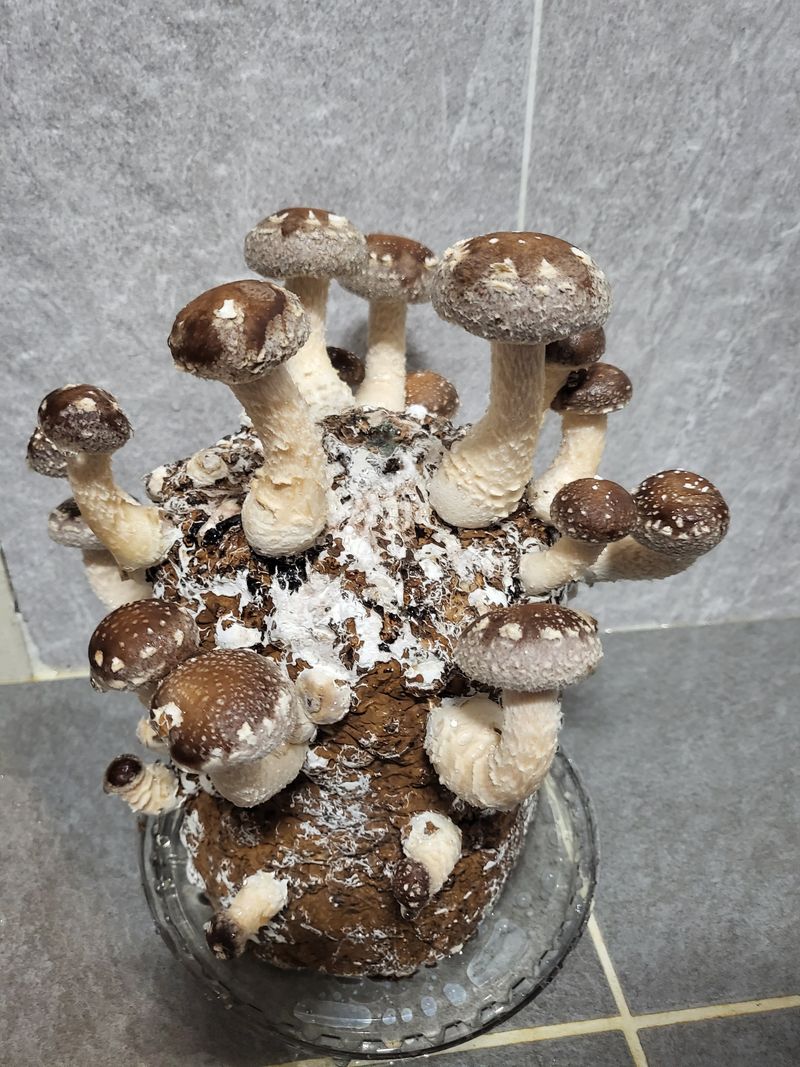 버섯스토리님의 장터 판매 상품 [가정용 표고버섯키트 판매중(내일마감-수요일발송) 판매수량 소량남음] 첨부 사진