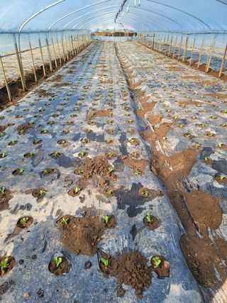 빛그린 김용화님의 상추 · 자유게시판 작성글 사진