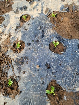 빛그린 김용화님의 상추 · 자유게시판 작성글 사진