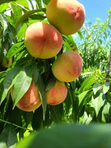 팜모닝 복숭아·자유게시판 게시글 이미지