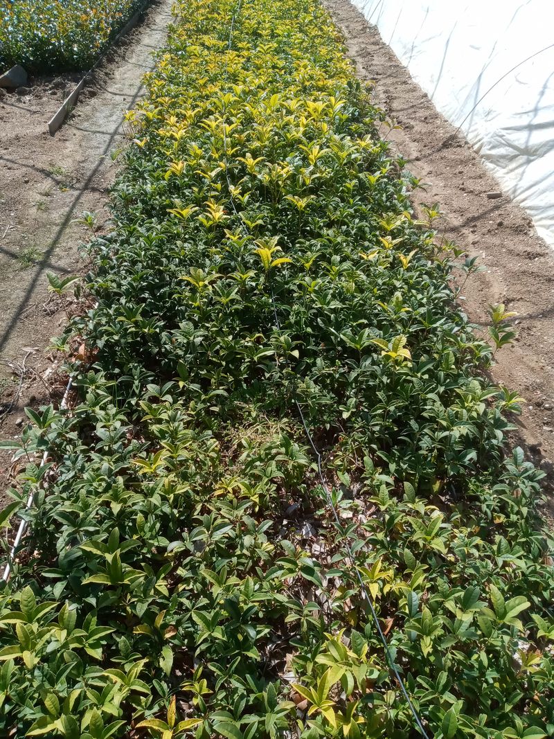 장터 상품 [각종삽목 털이묘종 및 포트묘종 ㆍ성목판매] 썸네일