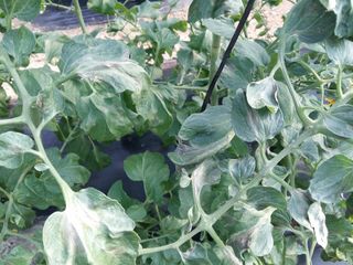 정선아님의 토마토 · 병해충상담 작성글 사진