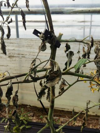 정선아님의 토마토 · 병해충상담 작성글 사진