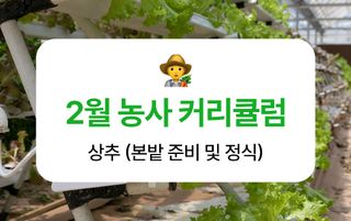 상추 농사도우미님의 상추 · 농사길잡이 작성글 사진