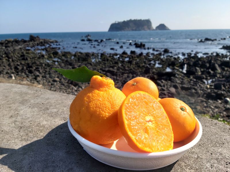 강창민님의 장터 판매 상품 [천혜향 5] 첨부 사진