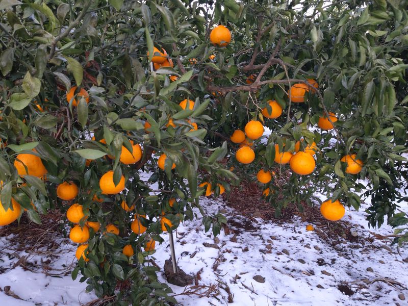 강창민님의 장터 판매 상품 [천혜향 5] 첨부 사진