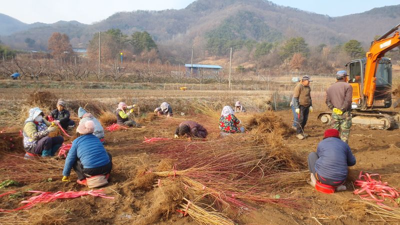 뿌리깊은나무농원님의 장터 판매 상품 [유실수 과실수 접목묘  특묘 분양중입니다.] 첨부 사진