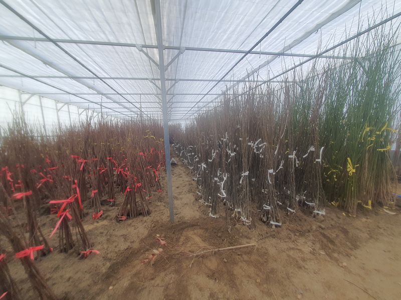 뿌리깊은나무농원님의 장터 판매 상품 [유실수 과실수 접목묘  특묘 분양중입니다.] 첨부 사진