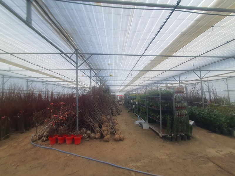 뿌리깊은나무농원님의 장터 판매 상품 [유실수 과실수 접목묘  특묘 분양중입니다.] 첨부 사진