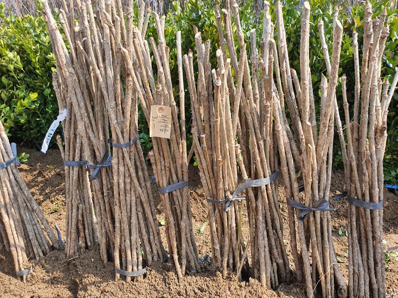 뿌리깊은나무농원님의 장터 판매 상품 [유실수 과실수 접목묘  특묘 분양중입니다.] 첨부 사진